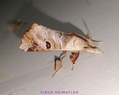 Pantelodes maranhensis