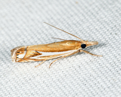 Crambus bidens