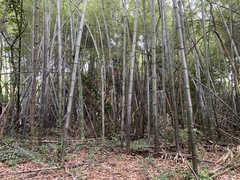 Phyllostachys nigra