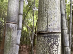 Phyllostachys nigra