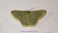 Oospila decorata