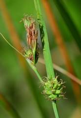 Carex serratodens
