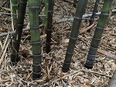 Phyllostachys nigra
