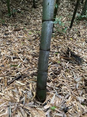 Phyllostachys nigra