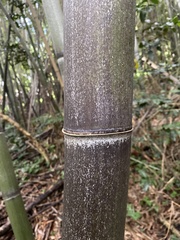 Phyllostachys nigra