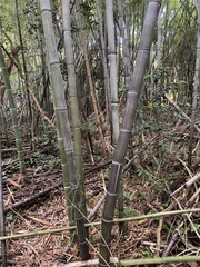 Phyllostachys nigra
