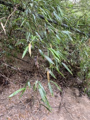 Phyllostachys nigra