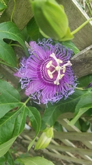 Passiflora