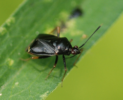 Deraeocoris ater