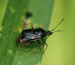 Deraeocoris ater