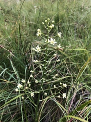 Toxicoscordion fontanum