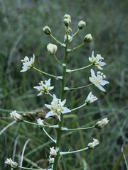 Toxicoscordion fontanum