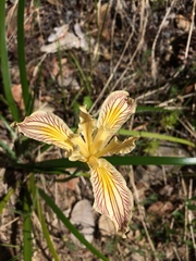 Iris bracteata