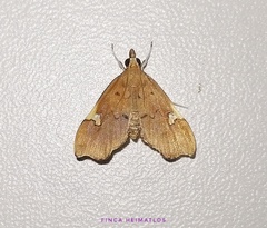 Deuterophysa asychanalis