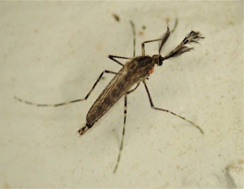 Cattail Mosquito photo 4