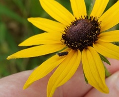 Scaphytopius frontalis