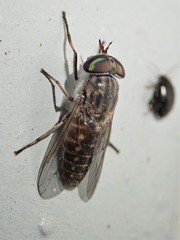 Tabanus pumilus