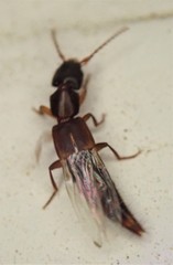 Achenomorphus corticinus