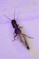 Achenomorphus corticinus