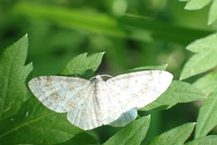 Hydrelia sylvata