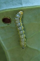 Evergestis rimosalis