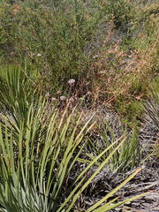 Monardella hypoleuca hypoleuca