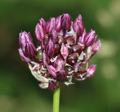 Allium