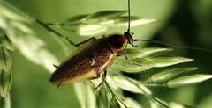 Ectobius lapponicus