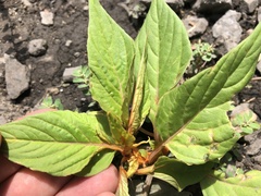 Amaranthus cruentus