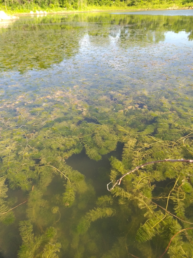 Eurasian water-milfoil from Mankato Township, MN, USA on June 25, 2020 ...