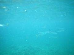 Hemiramphus brasiliensis