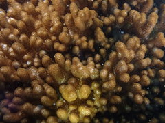 Cladiella