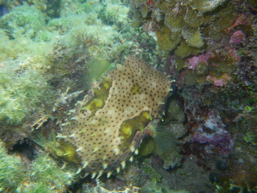 Bridled burrfish (Chilomycterus antennatus) — Diodontidae — 5