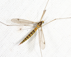 Nephrotoma virescens