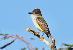 Myiarchus stolidus
