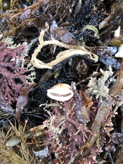 Notocypraea comptonii