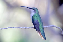 Anthracothorax dominicus