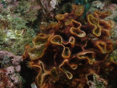 Schizoporella errata