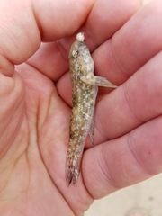 Bathygobius cocosensis