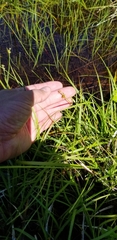 Carex wiegandii
