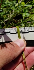 Carex wiegandii