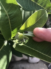 Rhyssomatus lineaticollis