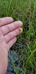 Carex wiegandii