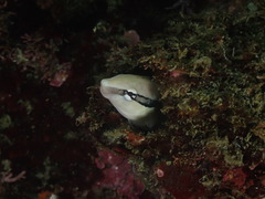 Aspidontus dussumieri