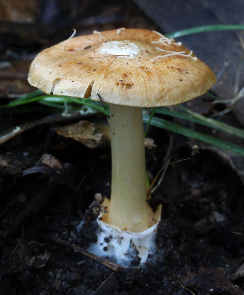 Cortinarius phalarus