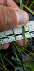 Carex wiegandii