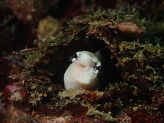 Aspidontus dussumieri