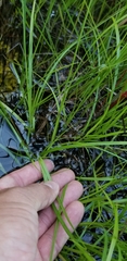 Carex wiegandii