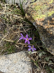 Primula angustifolia