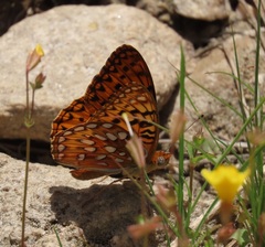 Speyeria coronis semiramis